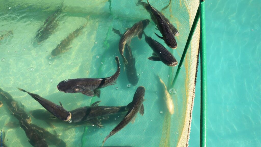 criação de peixes caseira