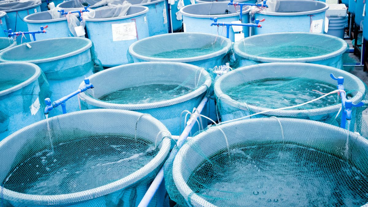 Criação de Peixes: Como Lucrar com Piscicultura em 2025