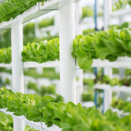 Alface em Hidroponia: Vale a Pena Cultivar em Casa ou Comercialmente?