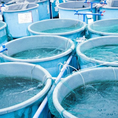 Criação de Peixes: Como Lucrar com Piscicultura em 2025